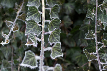 ivy leaves with a frosty edge