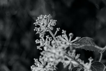 frost on an ivy blossom