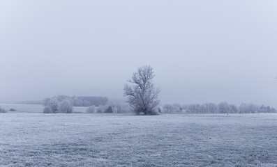 a single tree in a winter landscape in upper swabia