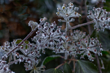 frost on ivy blossom