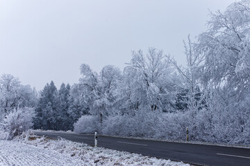 road with snow covered trees in winter