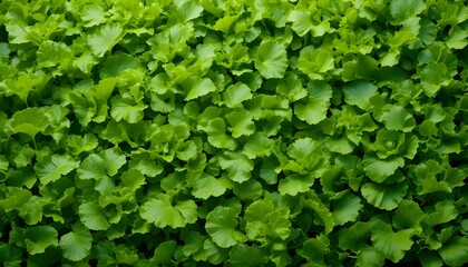 Green Lettuce Leaves Texture Background: Fresh Panoramic Banner Design with Natural Organic Foliage Pattern, Healthy Food Concept, Vibrant Green Tones, and Farm-Fresh Visual Appeal
