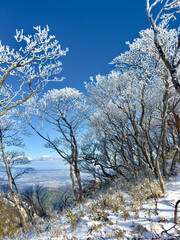 御在所岳の裏道登山道で山頂へ続く樹氷の雪道