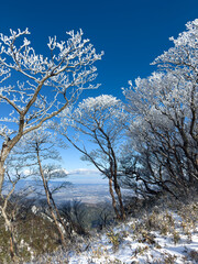 御在所岳の裏道登山道で山頂へ続く樹氷の雪道