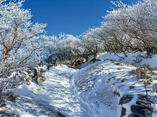 御在所岳の裏道登山道で山頂へ続く樹氷の雪道