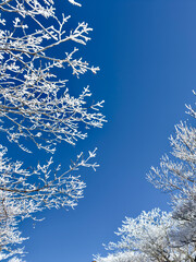 冬期の御在所岳、裏道登山道の山頂周辺の樹氷と冬山風景