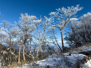 御在所岳の裏道登山道で山頂へ続く樹氷の雪道