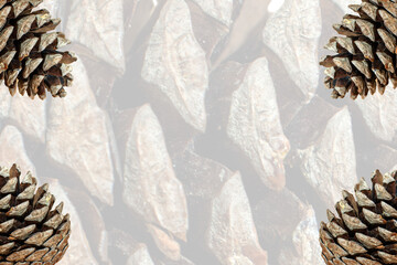 Fototapeta premium Pine cone background. New Year or Christmas wallpaper concept. Copy space, blank, empty. Text area. 