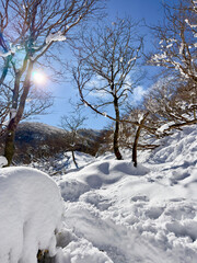 御在所岳の裏道登山道七合目に広がる冬の雪景色と静かな森