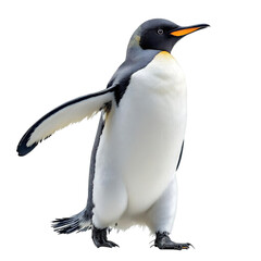 Fototapeta premium A penguin standing on a transparent background with its wings spread out