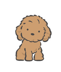 Adorable Fluffy Brown Toy Poodle Vector Illustration Isolated On A White Background. 