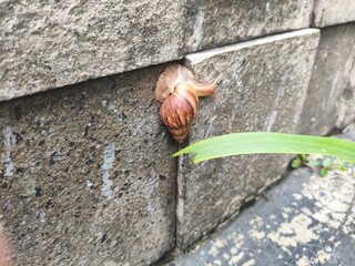 snail crawling on a concrete wall
