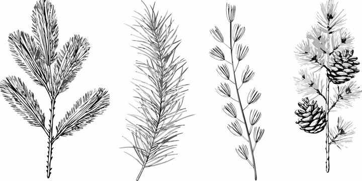 Detailed botanical illustration of pine branches needles and cones in monochrome