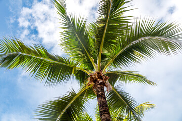 Fototapeta premium A palm tree with a brown trunk and green leaves