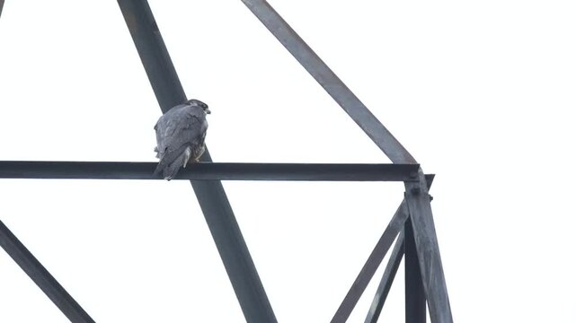 A hunting Peregrine Falcon, Falco peregrinus, perching high up on a electricity pylon on a windy day in winter.