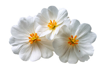 White Flowers with Yellow Centers