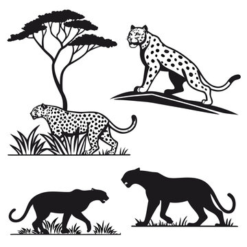 Silhouettes of leopards in various poses