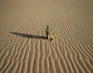 Einsamkeit in der W&uuml;ste: Ein einzelner Kaktus w&auml;chst in den weichen Sandd&uuml;nen