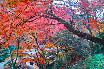 京都市左京区、秋の紅葉シーズンの貴船神社、龍船閣から見た旅館街の紅葉の風景
