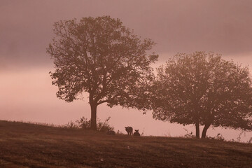 Obraz premium The beautiful natural wildlife of Phu Khiao Wildlife Sanctuary, Chaiyaphum Province, Thailand.