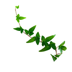 Vibrant green plant branch with lush leaves on white background