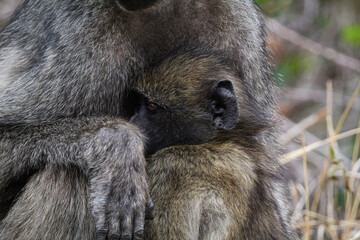 Obraz premium Baboon hugging mom