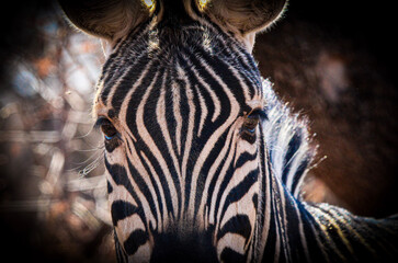 zebra close up © Chane