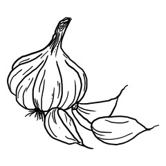 Detailed black and white illustration of garlic bulbs