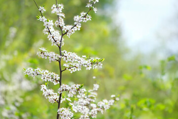 blossoming young cherry tree in sunny garden, natural background. Beautiful spring landscape. floral spring aesthetic. template for design. copy space