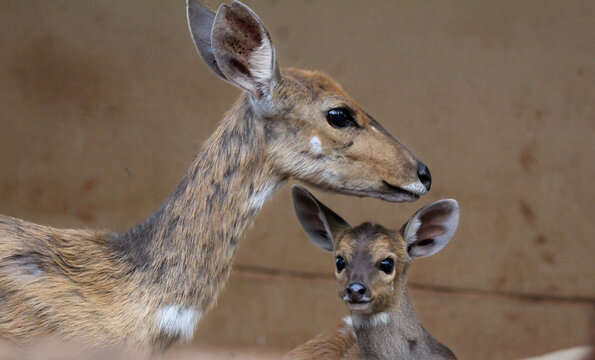 Bush buck and baby