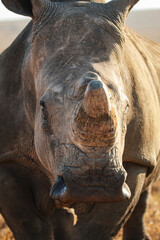 Obraz premium close up of a white rhino
