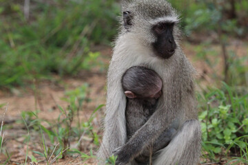 Obraz premium Mom and baby vervet monkey