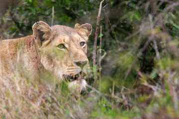 Fototapeta premium Lioness on the hunt in long grass