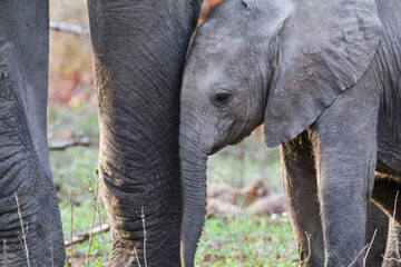 Baby elephant leaning against mom