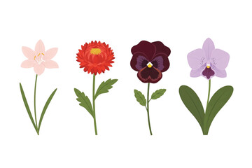 Obraz premium Tropical Botanical Flower Set: Rain Lily, Strawflower, Wild Pansy, Orchid. Vector Illustration. Design Element. Clip art. Suitable for artwork design. Editable for any design.