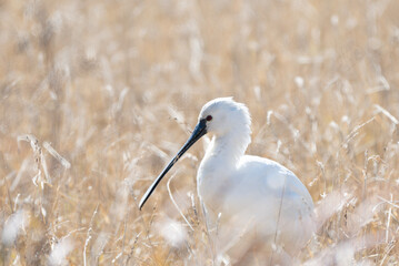 Eurasian Spoonbill