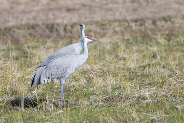 Fototapeta premium Pair of Sandhill Cranes