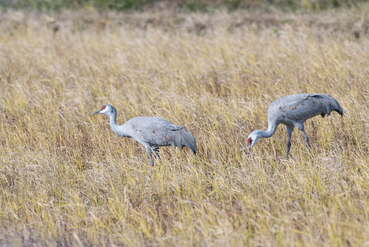 Pair of Sandhill Cranes