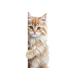 Fototapeta premium A curious orange kitten peeking from behind a corner on transparent background