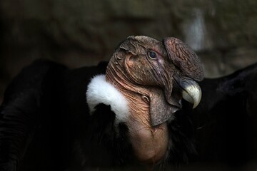 オスのアンデスコンドルの横顔のアップ
