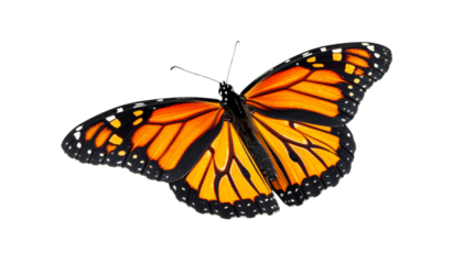 Vibrant orange butterfly with outstretched wings isolated on a deep black background