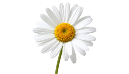 Close-up of a vibrant white daisy blossom with a yellow center on a dark background