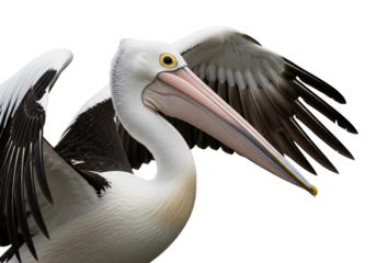 Close-Up of Australian Pelican with Spread Wings and Distinctive Bill