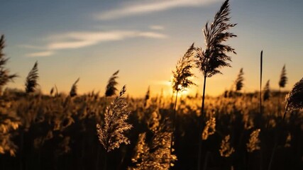 Bulrush reeds highlighted by warm golden hour light and setting sun.