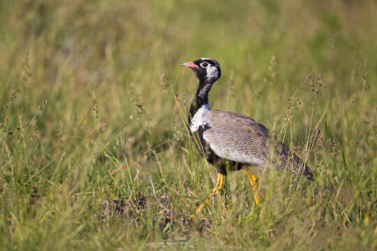 Black Korhaan standing in grassland Central Kalahari Botswana
