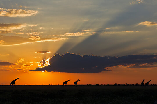 Giraffes silhouetted at sunset in Central Kalahari Game Reserve Botswana