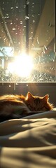 Sunlight filters through rain-streaked glass, warming a sleepy cat curled on a cushion, a picture of pure, gentle comfort,  indoor comfort,  rainy window