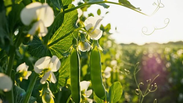 Close up view of pea plants with white flowers and green pods in a field with sunlight shining through
