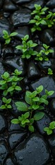Straight on view of lush young plants in a dark, wet, raised garden bed surrounded by smooth, dark gray stones,  gardening,  growth
