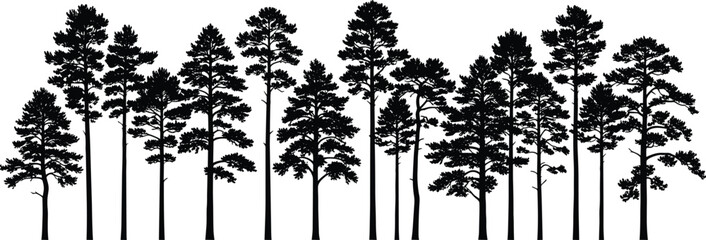 Black pine trees silhouette forest landscape vector illustration, coniferous evergreen woodland panorama, isolated fir timber design elements on white background for outdoor © Parvej Creatives